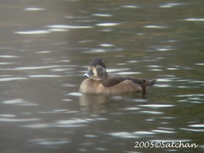 Ring-necked Duck 02
