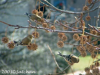 American Goldfinch 002