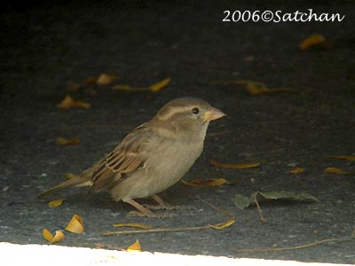 House Sparrow 06