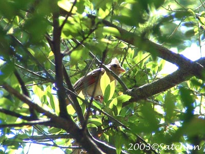 Northern Cardinal Imm007
