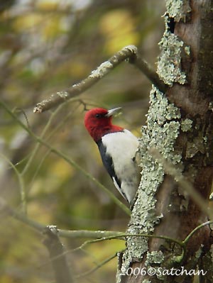 Red-headed Woodpecker 01.jpg