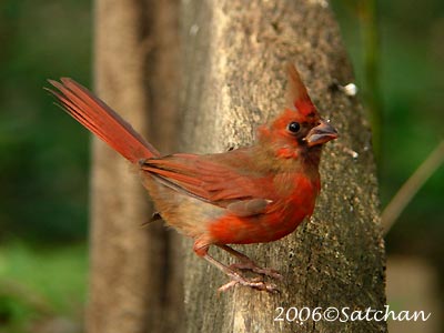 Northern Cardinal Imm008