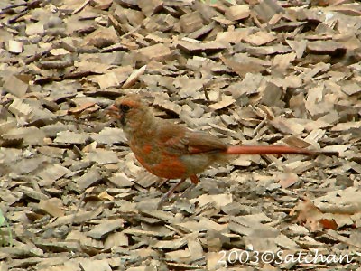 Northern Cardinal Imm008