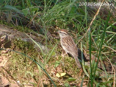 Chipping Sparrow 002