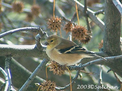 American Goldfinch 003