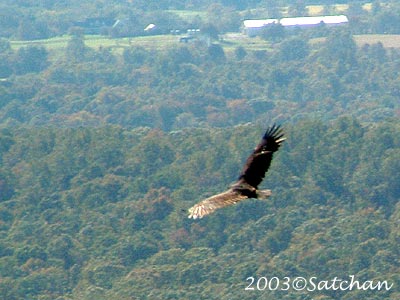 Turkey Vulture 07