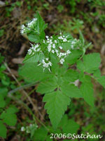 Sweet Cicely (thumbnail)