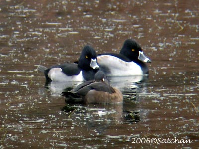 Ring-necked Duck 01