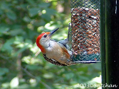 Red-bellied Woodpecker 00
