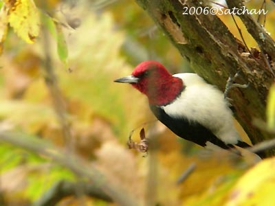 Red-headed Woodpecker 02