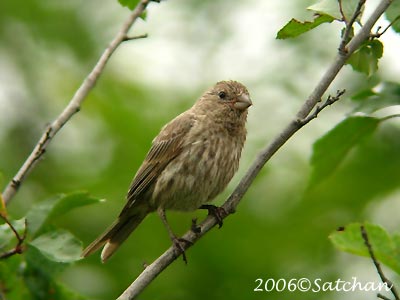 House Finch 05