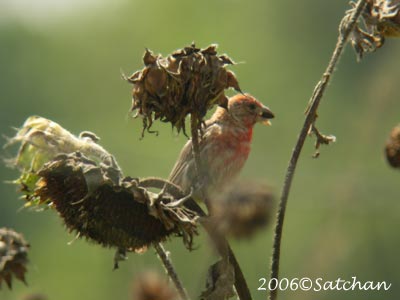 House Finch 06