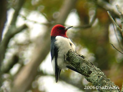 Red-headed Woodpecker 03