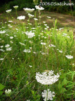 Queen Anns Lace (thumbnail)