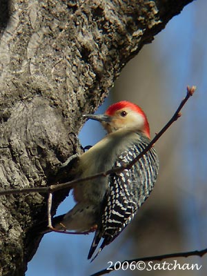 Red-bellied Woodpecker 02