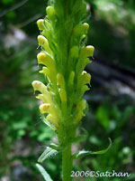 Bracted Lousewort (thumbnail)