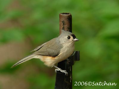 Tufted Titmouse 07