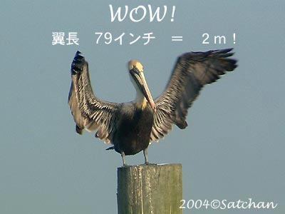 Brown Pelican