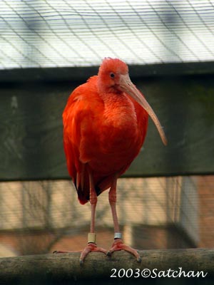Scarlet Ibis 01