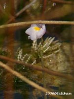 Purple Bladderwort (thumbnail)