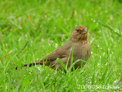 California Towhee 02