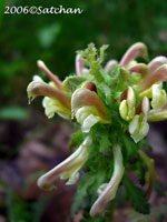 Canada-Lousewort (thumbnail).jpg