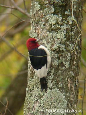 Red-headed Woodpecker 04