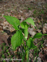 Jack-in-the-pulpit (thumbnail)