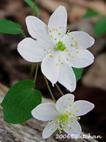 Rue Anemone (thumbnail)