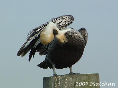 Brown Pelican
