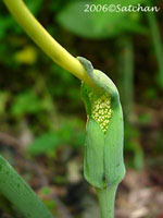 Green Dragon (thumbnail)