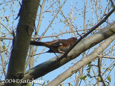 Eastern Towhee F