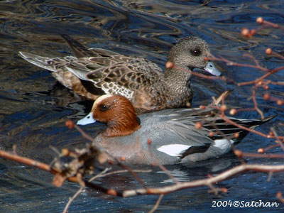 Eurasian Wigeon