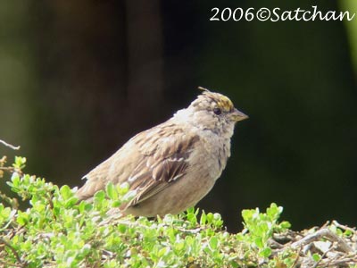 Golden-crowned Sparrow 03
