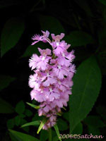 Large Purple Fringed Orchid (thumbnail)