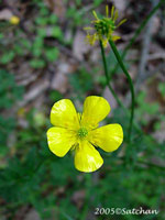 Common Buttercup (thumbnail)