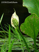 Wild Calla (thumbnail)