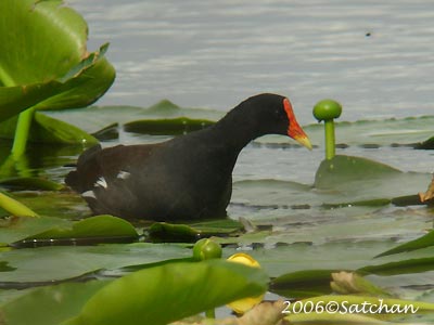 Common Moorhen 03