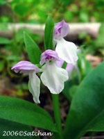 Showy Orchis (thumbnail)