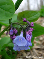 Virginia Bluebell (thumbnail)