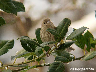 House Finch F