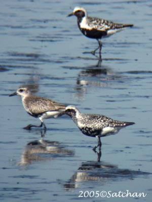 Black-bellied Plover 01