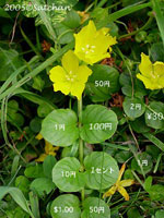 Moneywort (thumbnail)