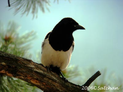 Black-billed Magpie