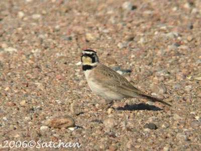 Horned Lark 02