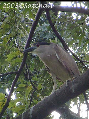 Black-crowned Night-Heron 02