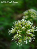 Wild Sarsaparilla (thumbnail)