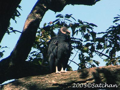 Black Vulture 00
