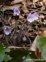 Round-leaved Hepatica (thumbnail)