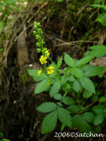 Woodland Agrimony (thumbnail)